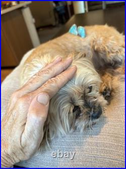 Gigantic Navajo Turquoise 2 Stone Ring Sterling Silver High Grade Sz6 30g Double